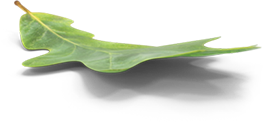 Feuille