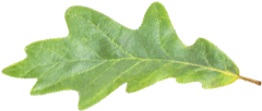 Feuille