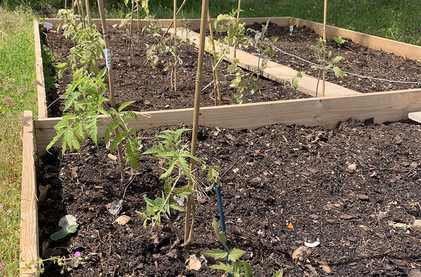 photo potager